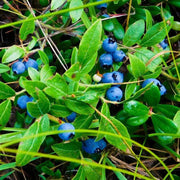 Antioxidant Berry Seeds, Antioxidant Berry Plants