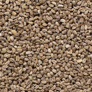 Apium graveolens Celery Seeds