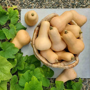 Appalachian Candy Roaster Seeds - Vegetable Plant