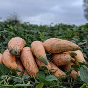 Appalachian Candy Roaster Seeds - Vegetable Plant