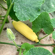 Appalachian Candy Roaster Seeds - Vegetable Plant