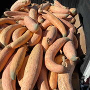 Appalachian Candy Roaster Seeds - Vegetable Plant