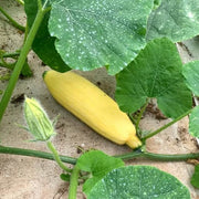 Appalachian Squash Seeds - Vegetable Plant
