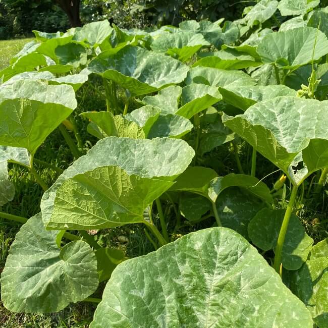 Appalachian Squash Seeds