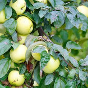 Antonovka Apple Seeds