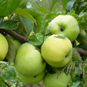 Antonovka Apple Seeds