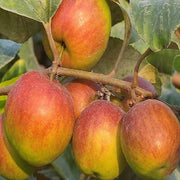 Ball Sundari Ber Apple Seeds