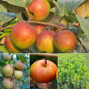 Ball Sundari Ber Apple Seeds