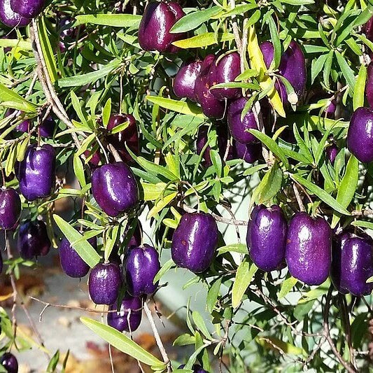 Apple Purple Berry Seeds