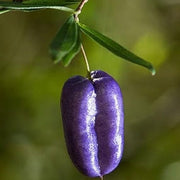 Apple Purple Berry Seeds