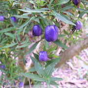 Apple Purple Berry Seeds