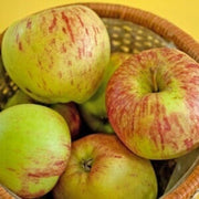Bi-Color & Striped Apple Seeds
