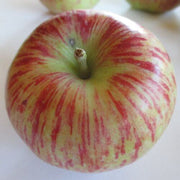 Bi-Color & Striped Apple Seeds