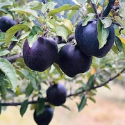 Black Apple Seeds
