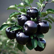 Black Apple Seeds