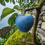 Blue Apple Seeds