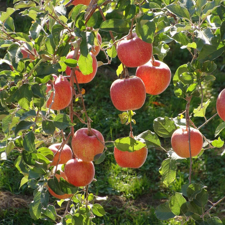 Braeburn Apple Seeds