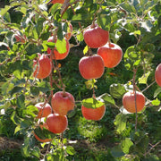 Braeburn Apple Seeds