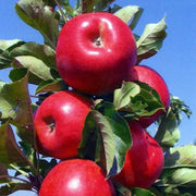 Braeburn Apple Seeds
