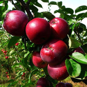 Burgundy Apple Seeds
