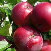 Burgundy Apple Seeds