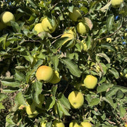 Crispin Apple Seeds
