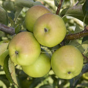 Crispin Apple Seeds