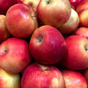 Esopus Spitzenburg Apple Seeds