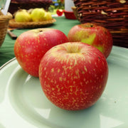 Esopus Spitzenburg Apple Seeds