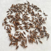 Apple Geranium Seeds