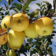 Golden Yellow Apple Seeds