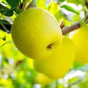 Golden Yellow Apple Seeds