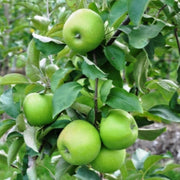 Granny Smith Apple Seeds