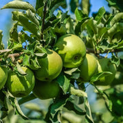 Granny Smith Apple Seeds