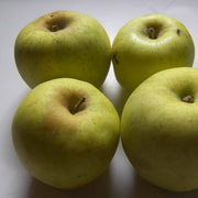 Grimes Golden Apple Seeds