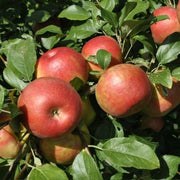 Honeycrisp Apple Seeds