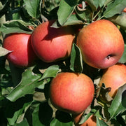Jonagold Apple Seeds