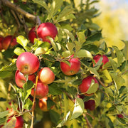 Jonagold Apple Seeds