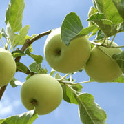 Light Green Apple Seeds