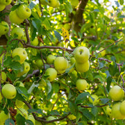 Light Green Apple Seeds