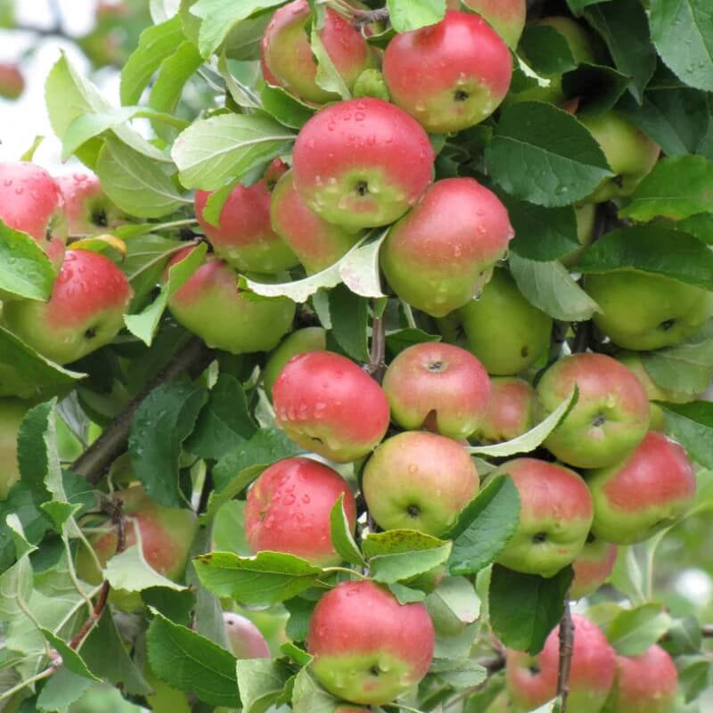 Pink and Green Apple Seeds