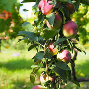 Pink and Green Apple Seeds