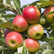 Pink and Yellow Apple Seeds