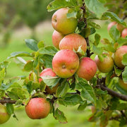 Pink and Yellow Apple Seeds