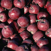 Purple Apple Seeds