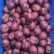 Purple Apple Seeds