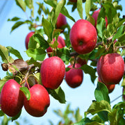Red Apple Seeds