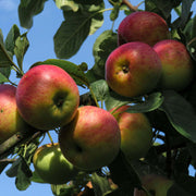 Red and Green Apple Seeds