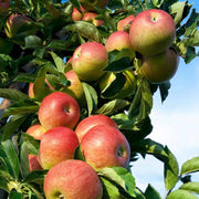 Red and Green Apple Seeds