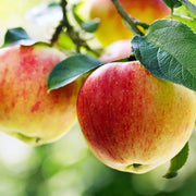 Red and Yellow Apple Seeds